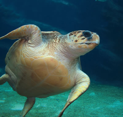 Loggerhead-Sea-Turtle